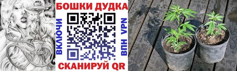 Марихуана сатива  Мосальск 